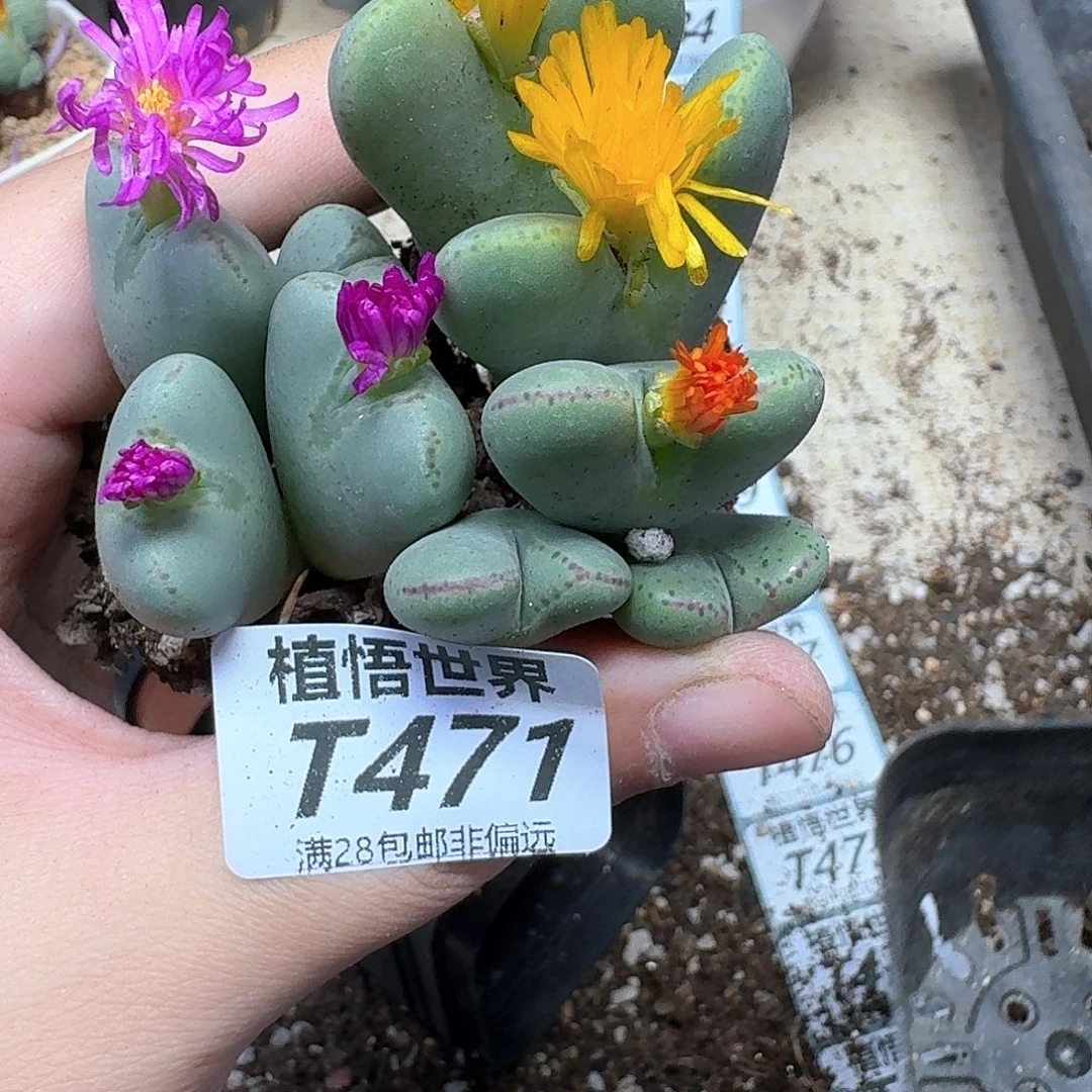多肉植物的润泽rgbb
