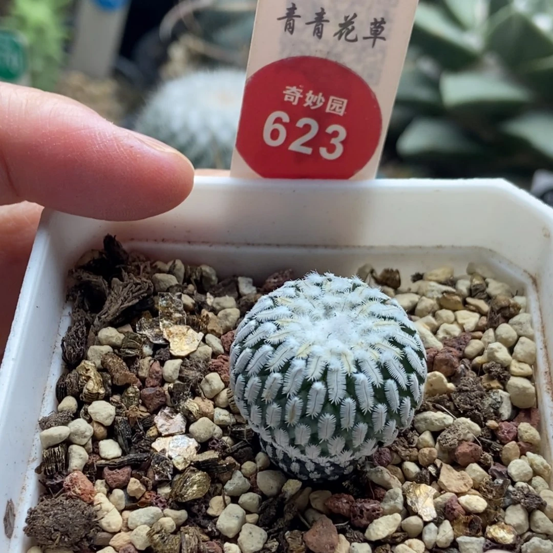 实生雪顶精巧殿2.3cm