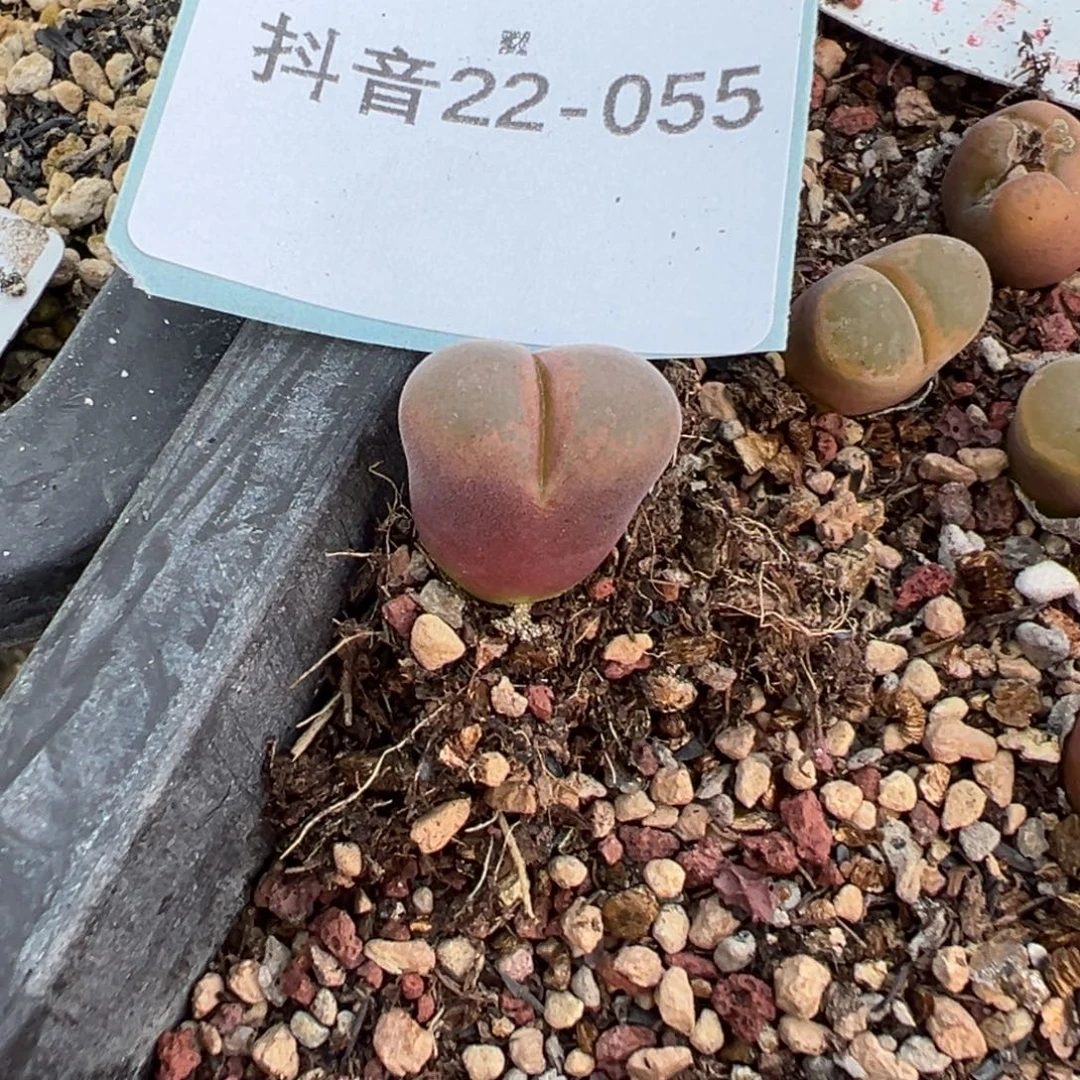 22-55量拍m713红流沙风铃一颗