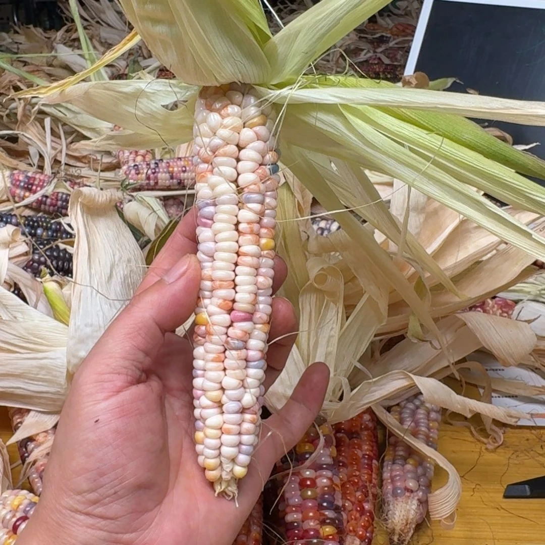 金***士柏香籽/百香籽吊坠