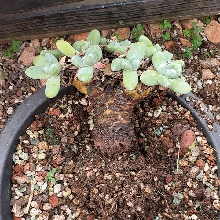 香***漏丸叶拇指仙女杯老桩