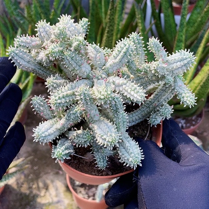 完全开放白桦麒麟裸根发货迷你款10cm