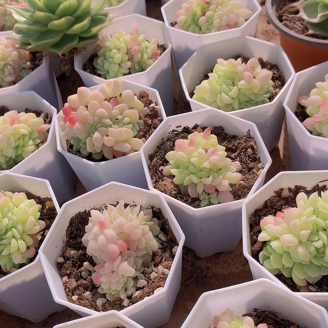 冰玉杂缀化235677899999