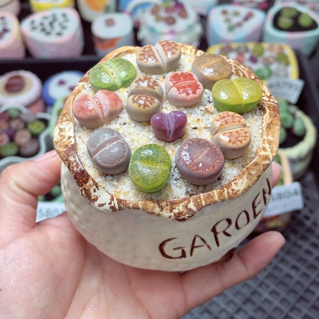 w5807 -零下地区拍保温箱-15支持寄养