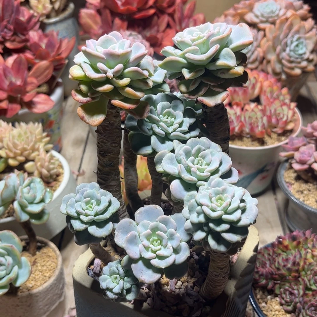 精控美尻多肉植物rubn