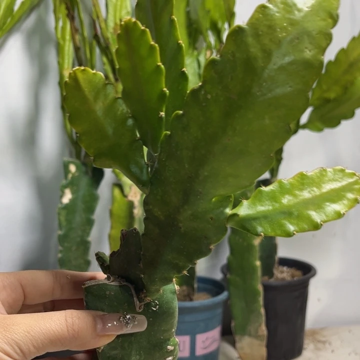 当前无花栽培后可以开花319