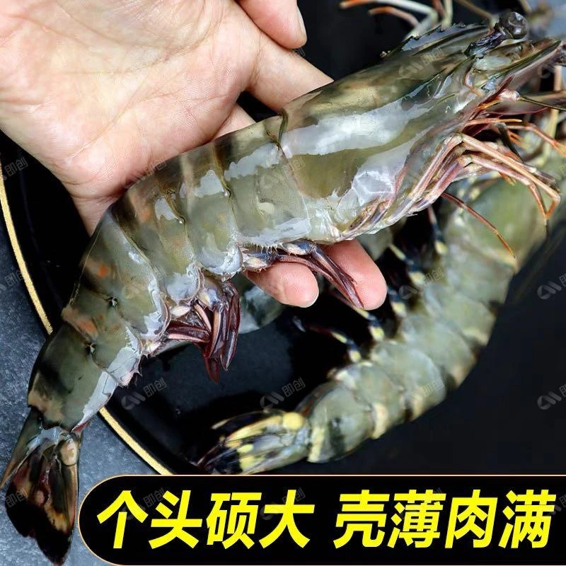 净重4斤特大黑虎虾16-18公分1315规格活虾速冻海水大虾3+1/斤