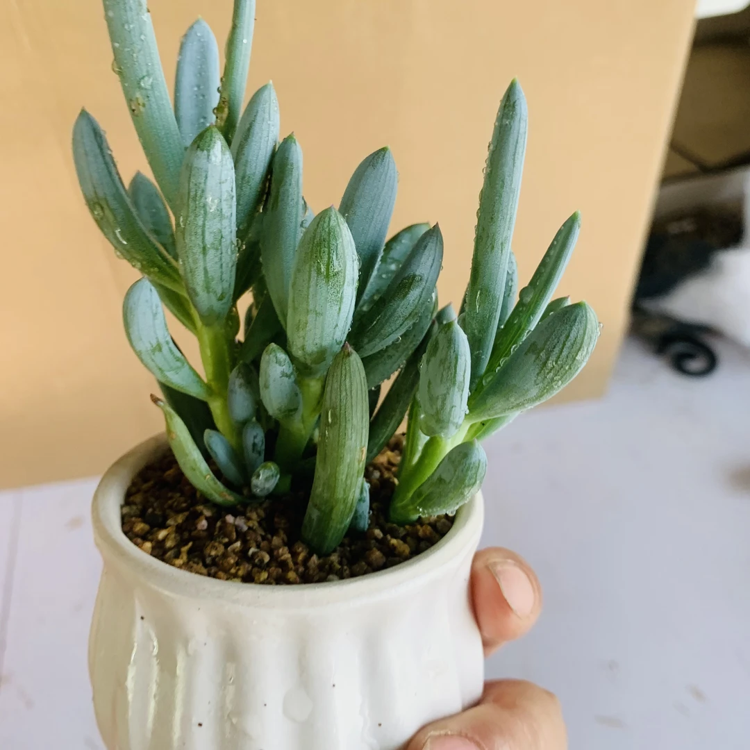 稀有品种多头群生蓝松多肉植物盆栽阳台绿植花卉四季好养活天蓝色