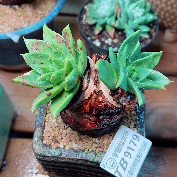 9179坎代仙女杯的人