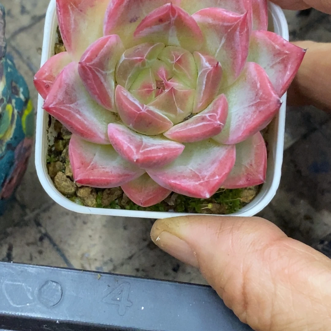 精品多肉一物一拍不包整328