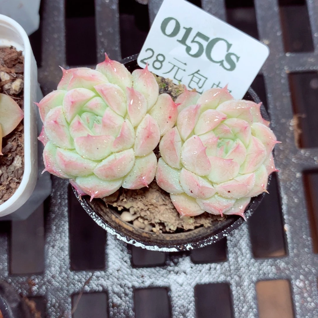 5厘米盆精控多肉015