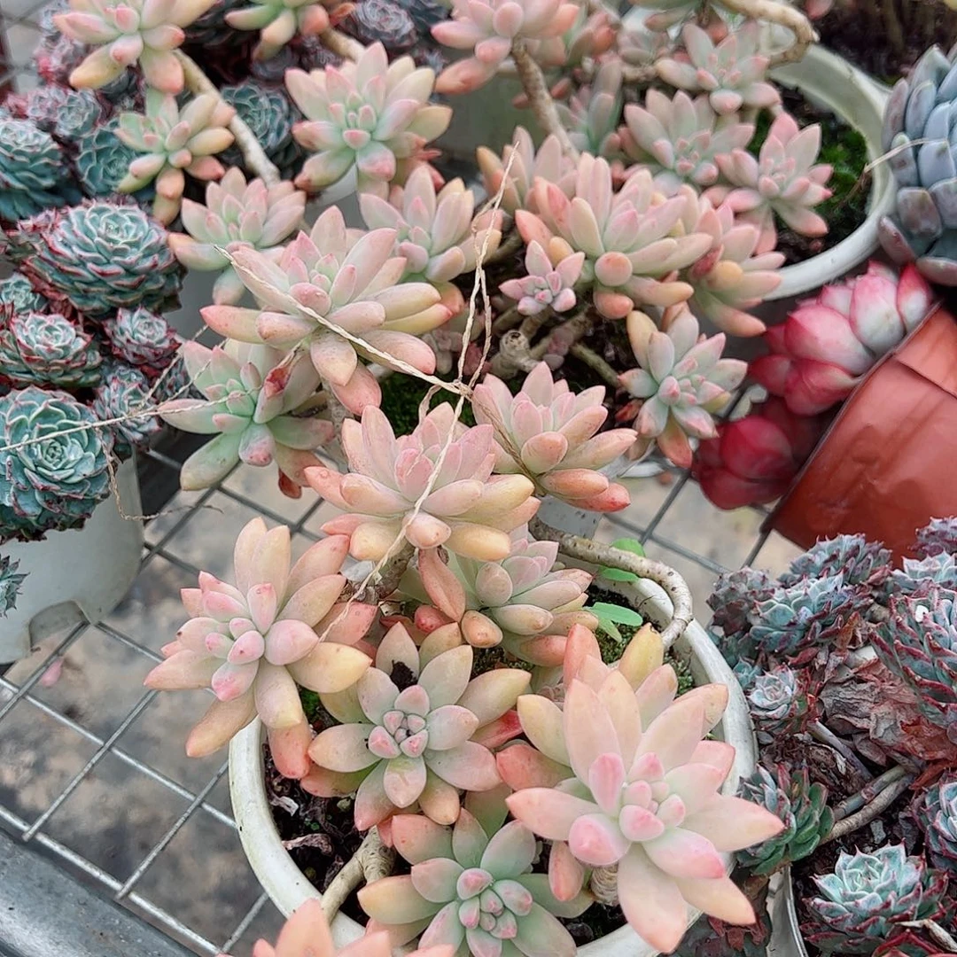 果冻秋丽多头群生老桩二盆