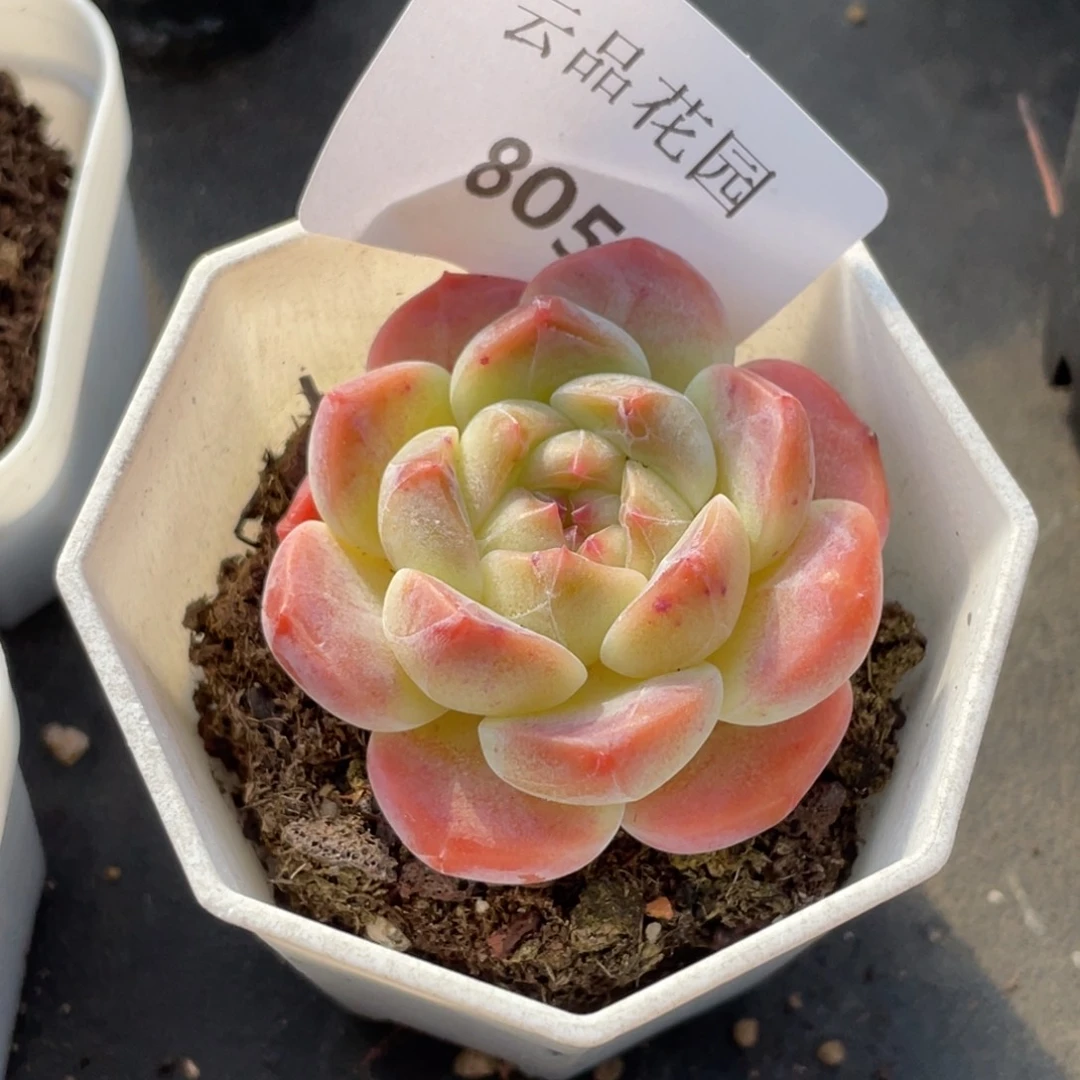 805号糖心冰心珍妮