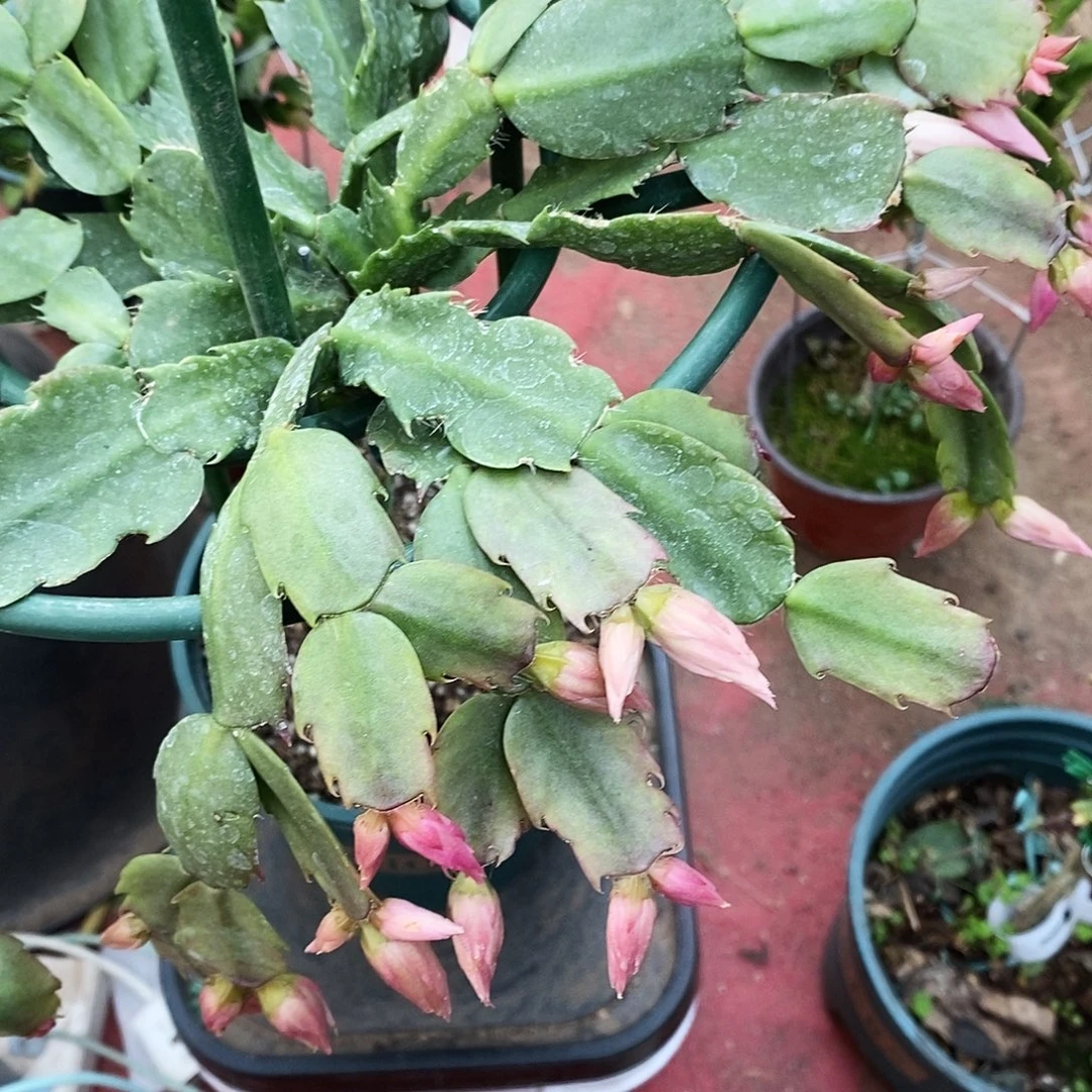 笑***生完全开放福利款单层