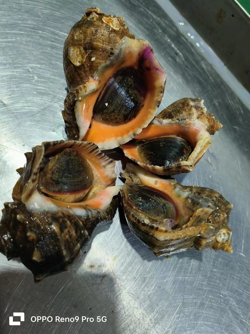 【霞浦海鲜】新鲜海利螺有大有小以(直播现场现货为准)