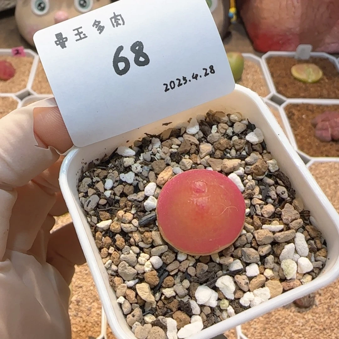 小***l多肉多肉多肉4.28-068