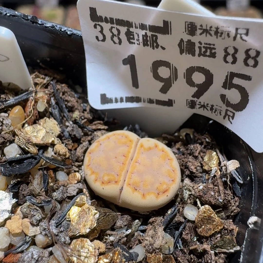Ssss精品生石花1995