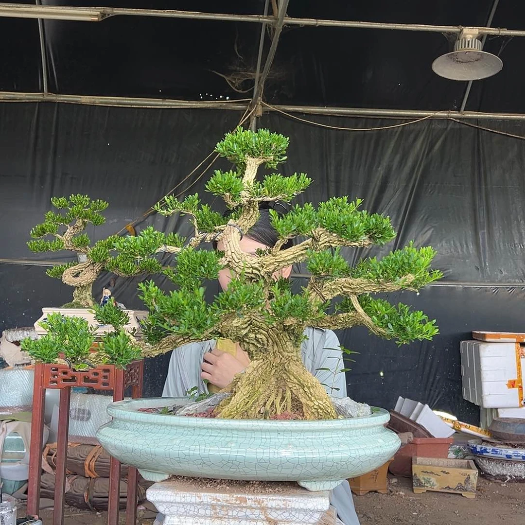 完全开放黄杨盆景