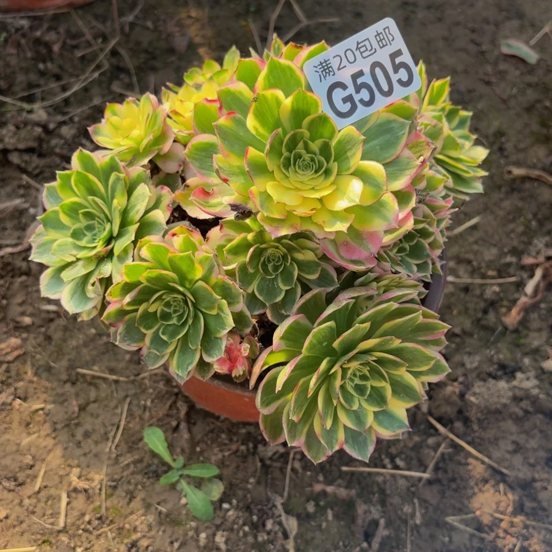 505多肉植物捧花的时候