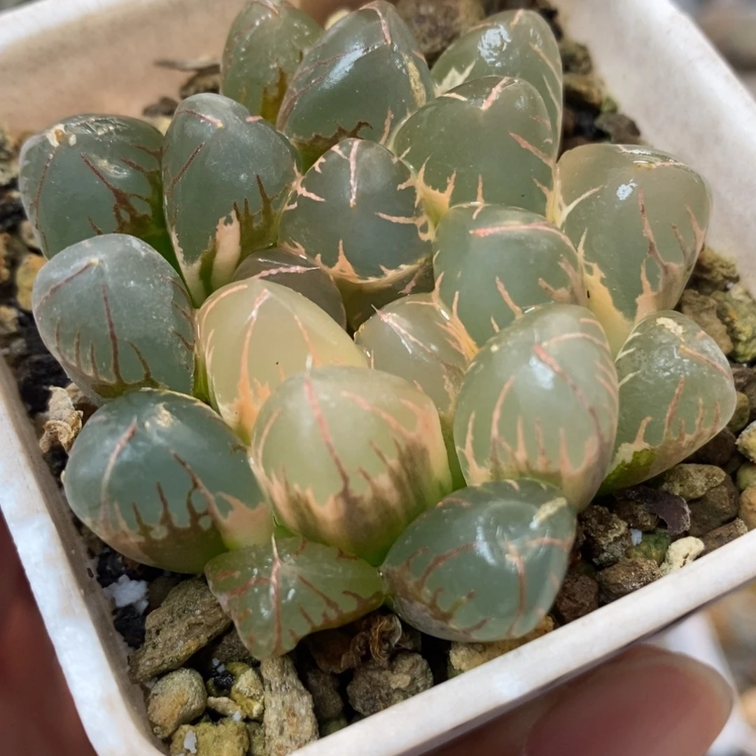 38糊斑灵犀玉露锦一物一拍