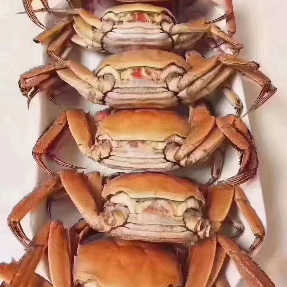 活蟹红膏大江苏2两母蟹6只