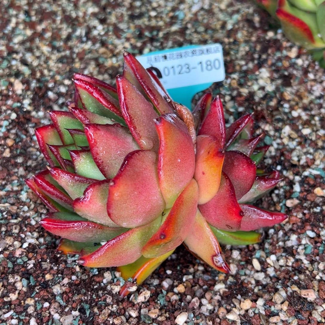 从前慢多肉精选编号0123.180