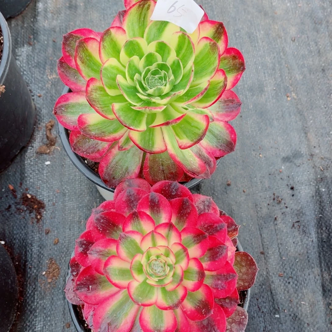 二代荔枝+粉体海王