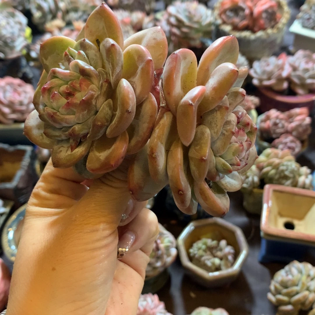 哈哈哈哈哈哈哈哈哈哈，