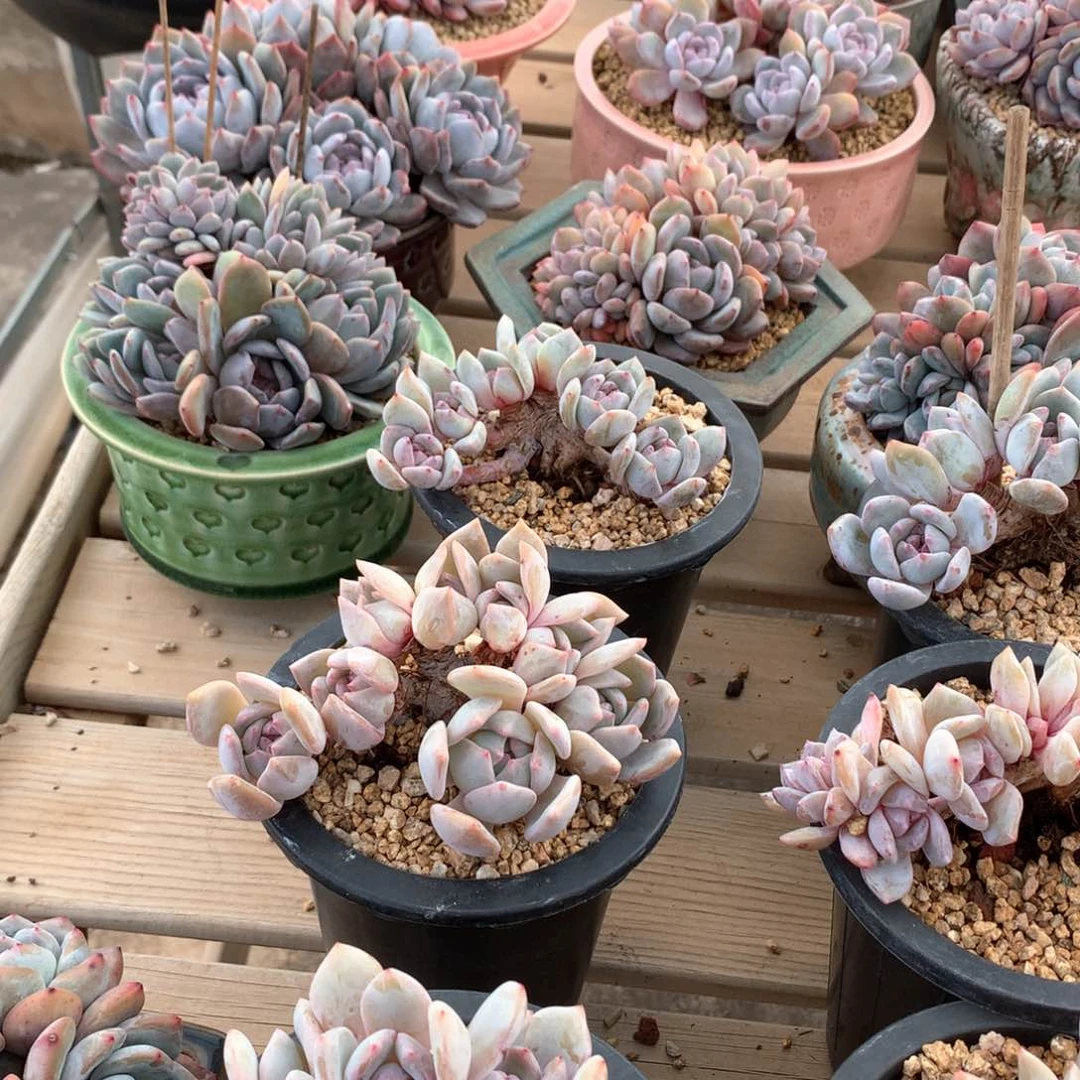 木***友木右专拍两颗小树