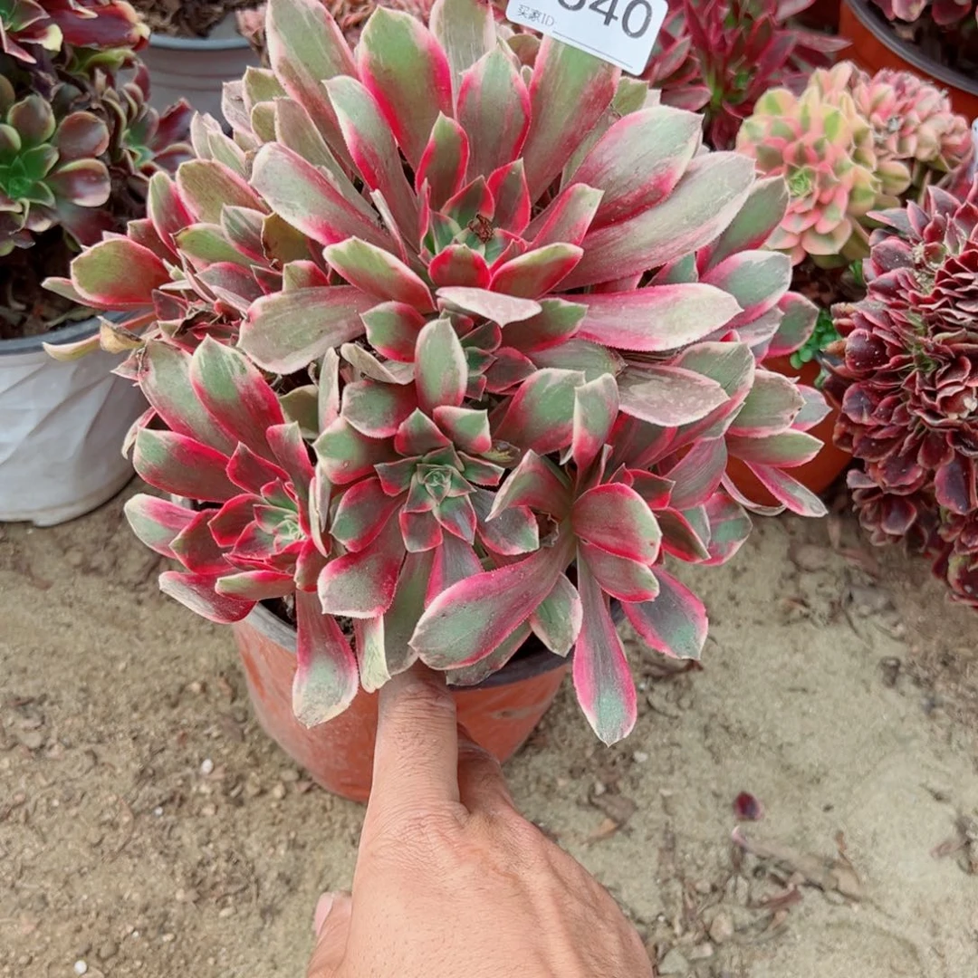 540浣纱多肉植物法师多肉