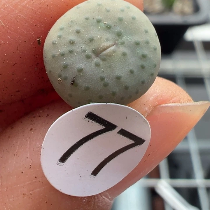 77号双11福利不代表平时价格