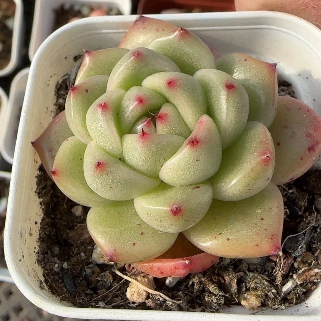 小卡拉米糖心一物一拍