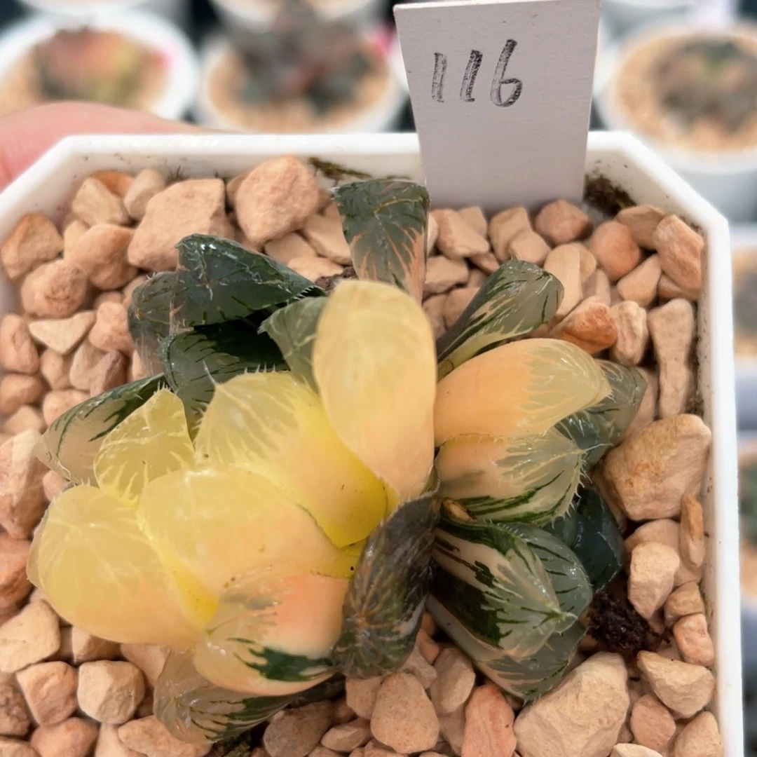 116夏沫锦。