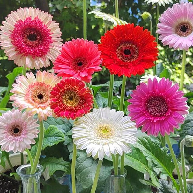 进口非洲菊种子扶郎花菊花种籽阳台盆栽四季景观绿化植物花卉种孑