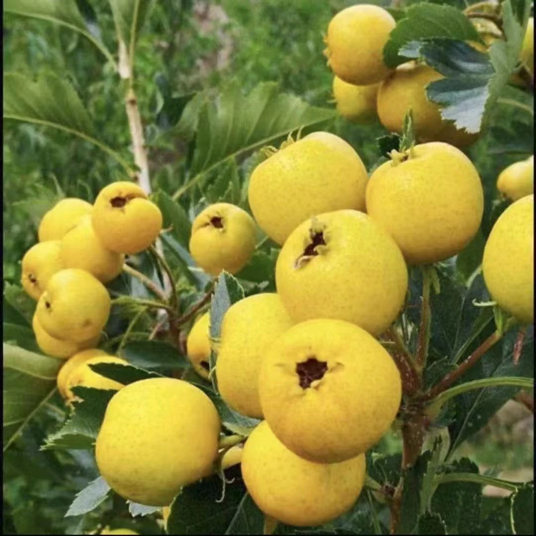 山地荒山种植精品山楂树苗南方北方盆栽地栽