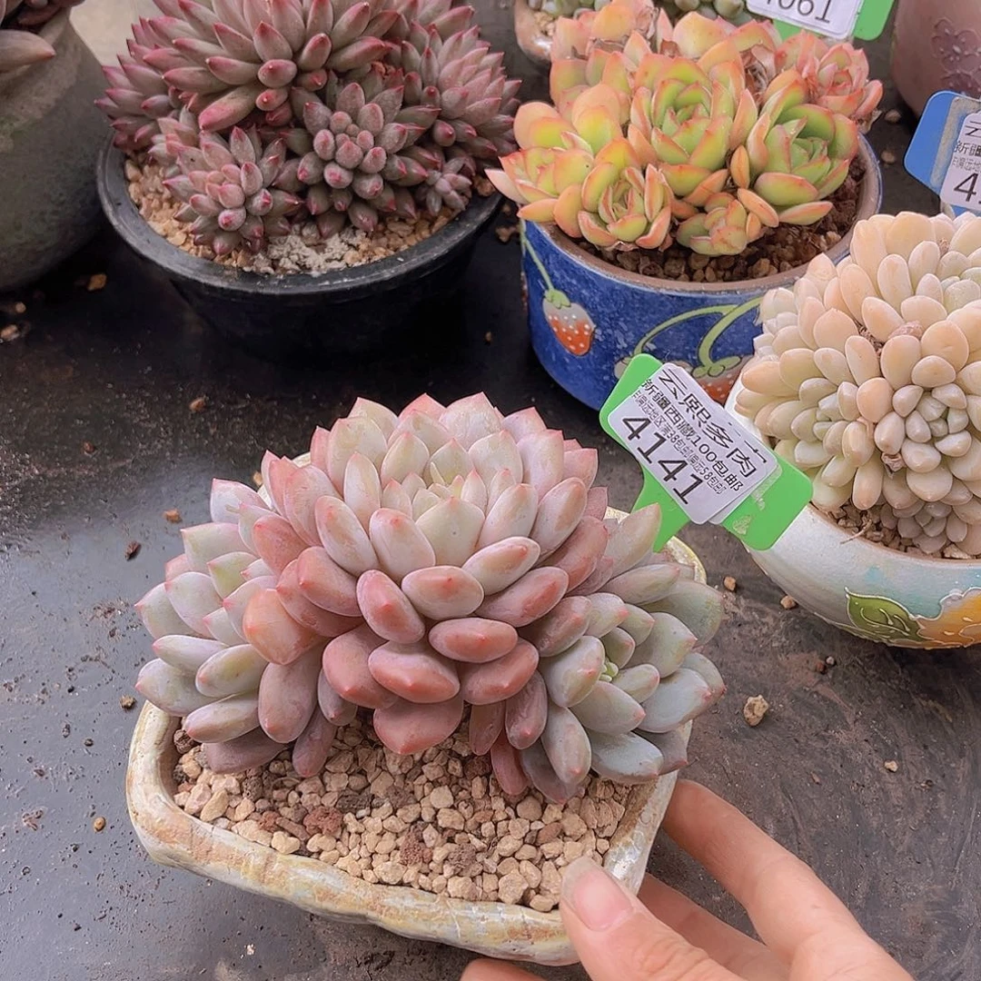 4141半夏多肉植物