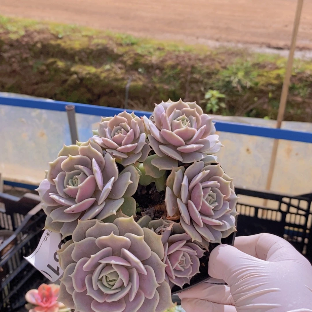 316露娜莲一物一拍