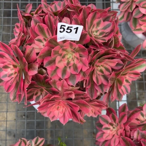 551女巫20厘米左右