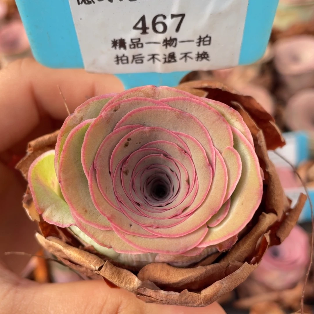山地玫瑰467裸根发货不售后