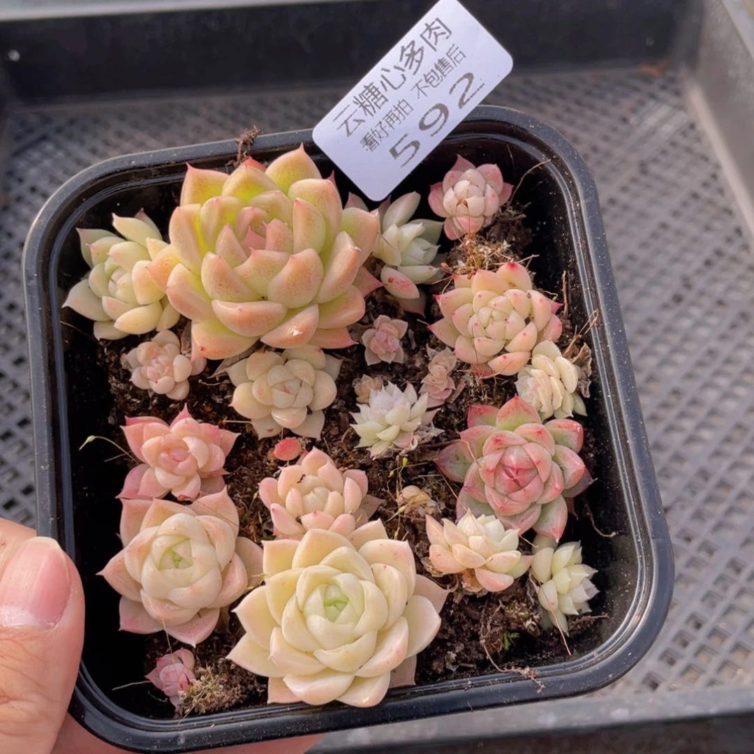 云糖心多肉植物592