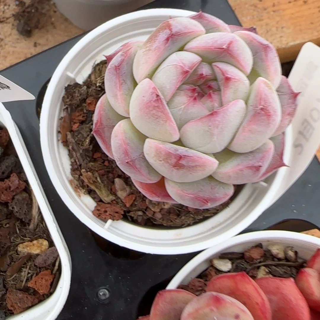 花语逸镜0207-272