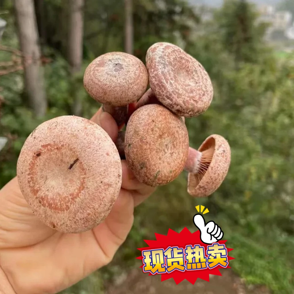 新鲜松树菌野生谷熟菌松乳菇松菌重阳菌雁鹅菌铜绿菌子乌枞菌寒菌