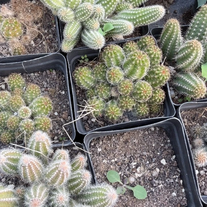 球***生白檀仙人掌群生一群161