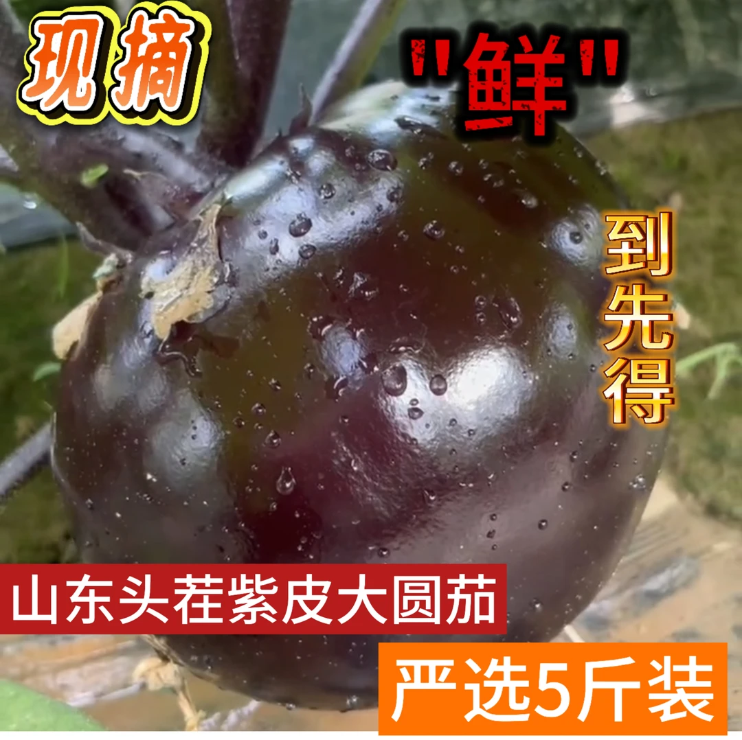 山东紫皮圆茄茄子新鲜现摘现发当季蔬菜