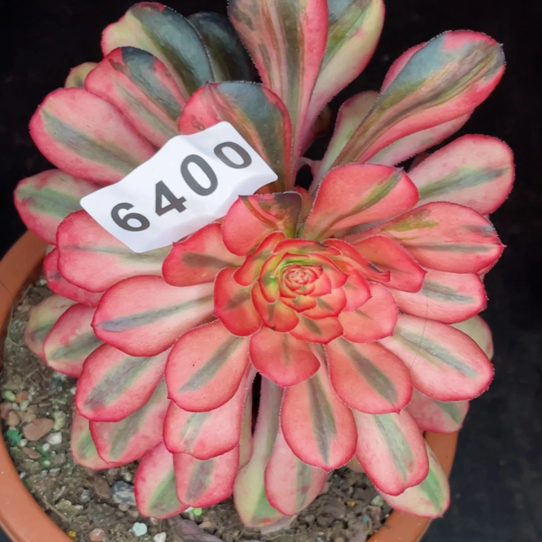 初恋多肉发货发货