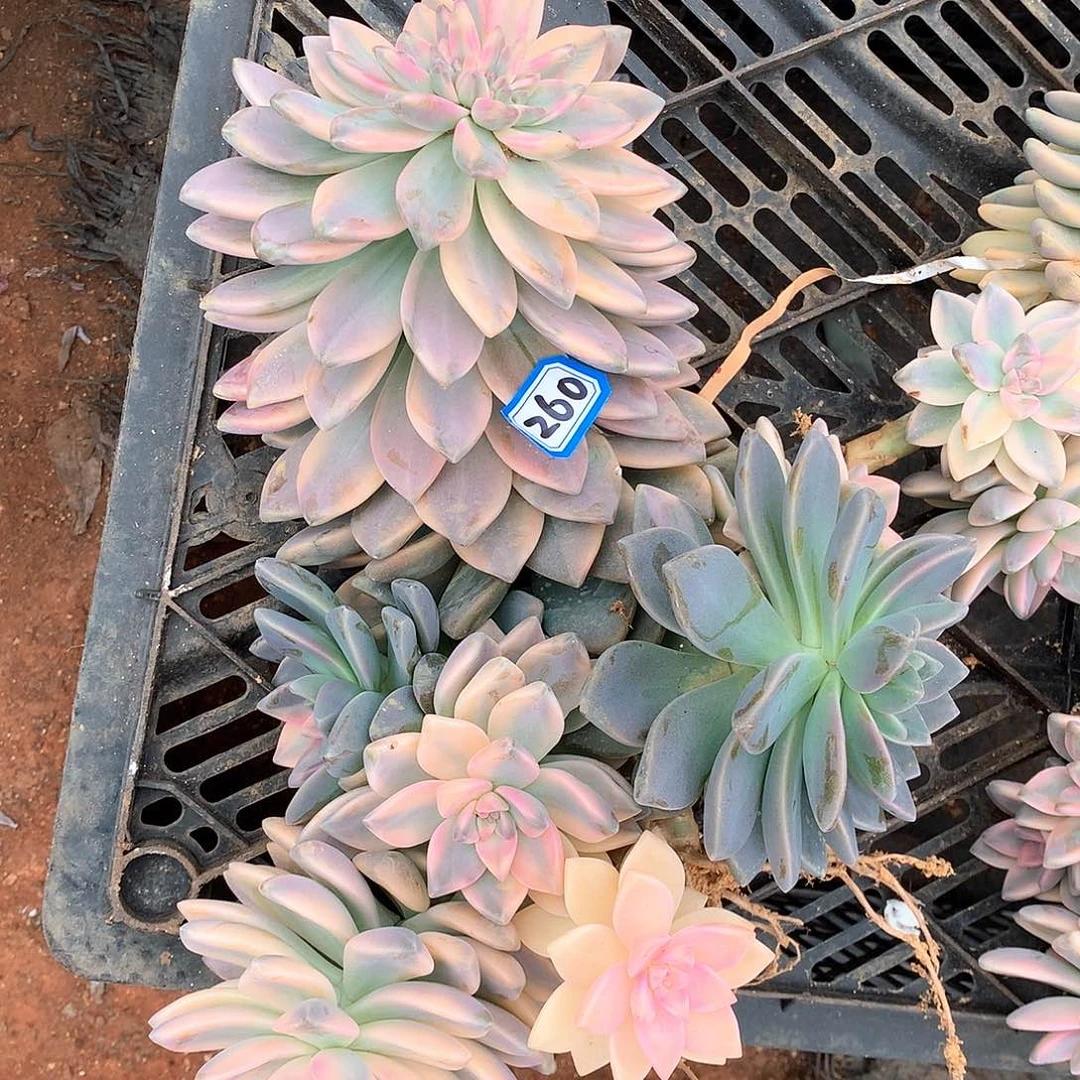 260淡雪锦淡雪锦 一物一拍多肉植物