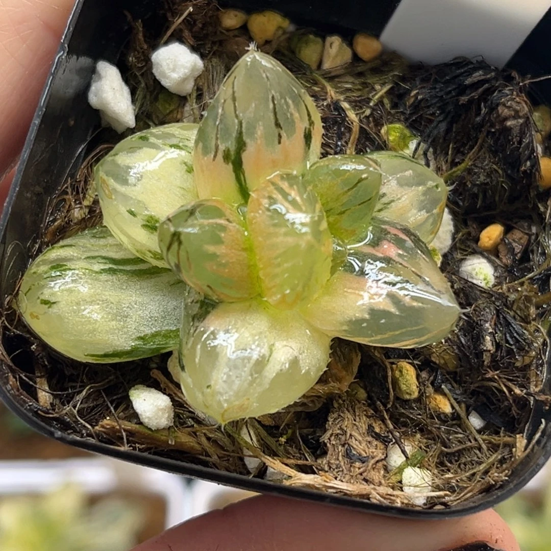3变异龙爪玉露锦福利专场