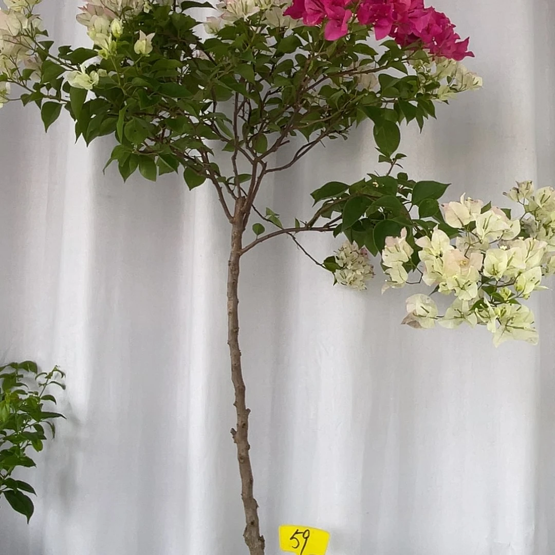 当前无花栽培后可以开花59绿樱桩，高1.2米