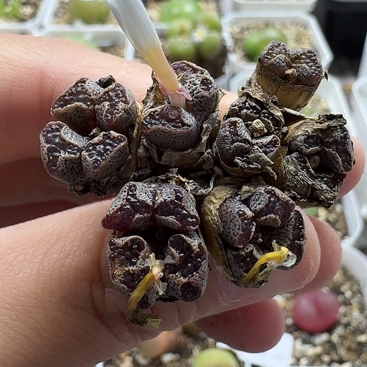 老马生石花蝴蝶勋章1714