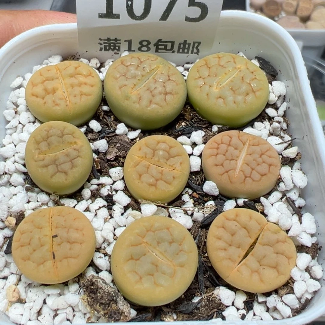 【闪购商品】 1075。